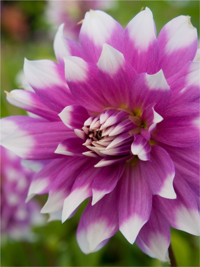 Dahlia 'Jean-Marie' - Dahlie