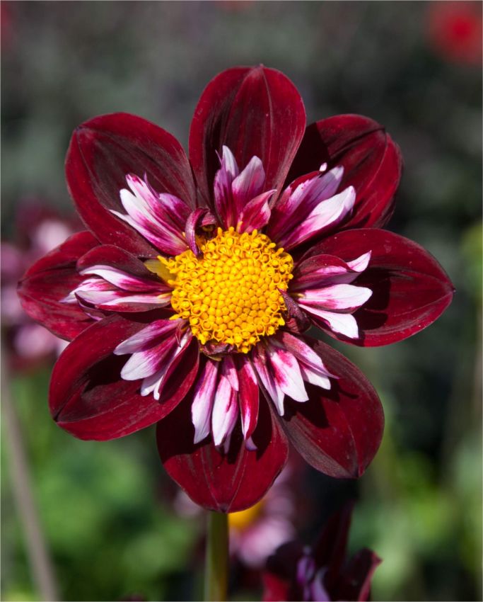 Dahlien Joyful investment