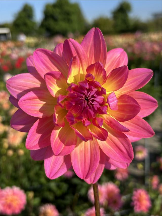 Dahlien Ken's rarity
