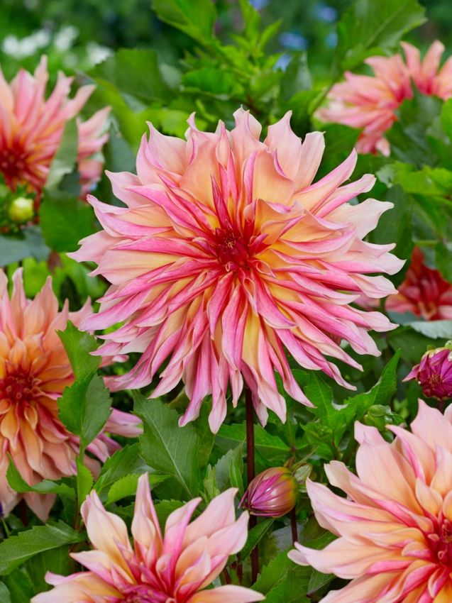 Dahlien Labyrinth