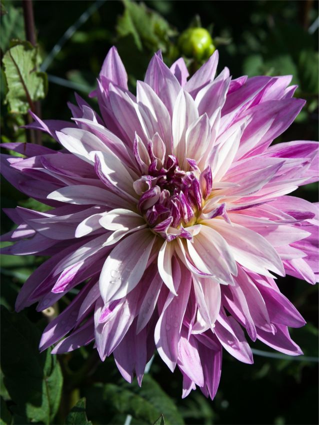 Dahlien Labyrinth twotone