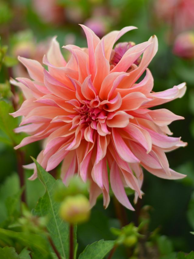 Dahlia 'Labyrinth' - Dahlie