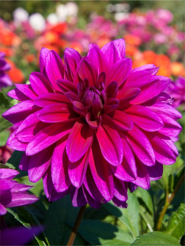 Dahlien Le baron