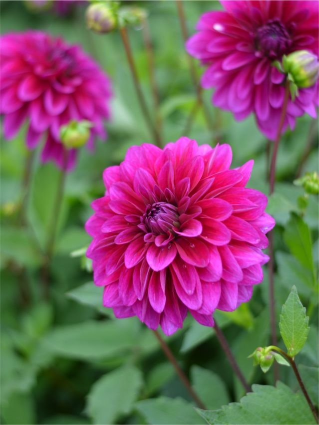 Dahlia 'Le Baron' - Dahlie