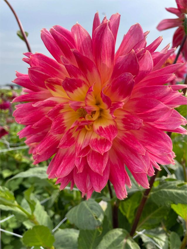 Dahlien Magic sunrise