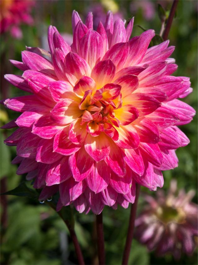 Dahlia 'Magic Sunrise' - Dahlie