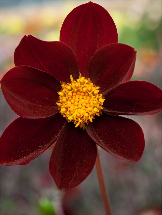 Dahlien Mexican star