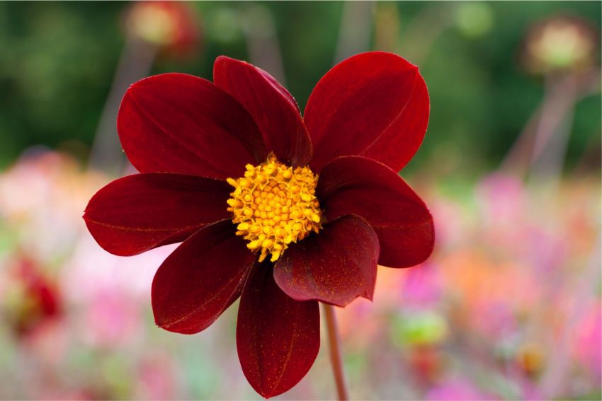 Dahlia 'Mexican Star' - Dahlie