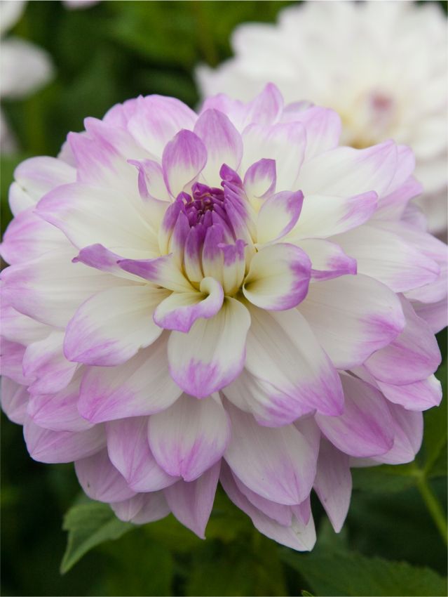Dahlien Miss delilah