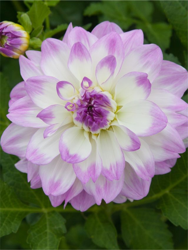 Dahlia 'Miss Delilah' - Dahlie