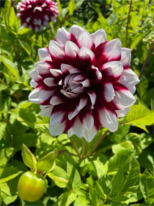 Dahlien Mystery day