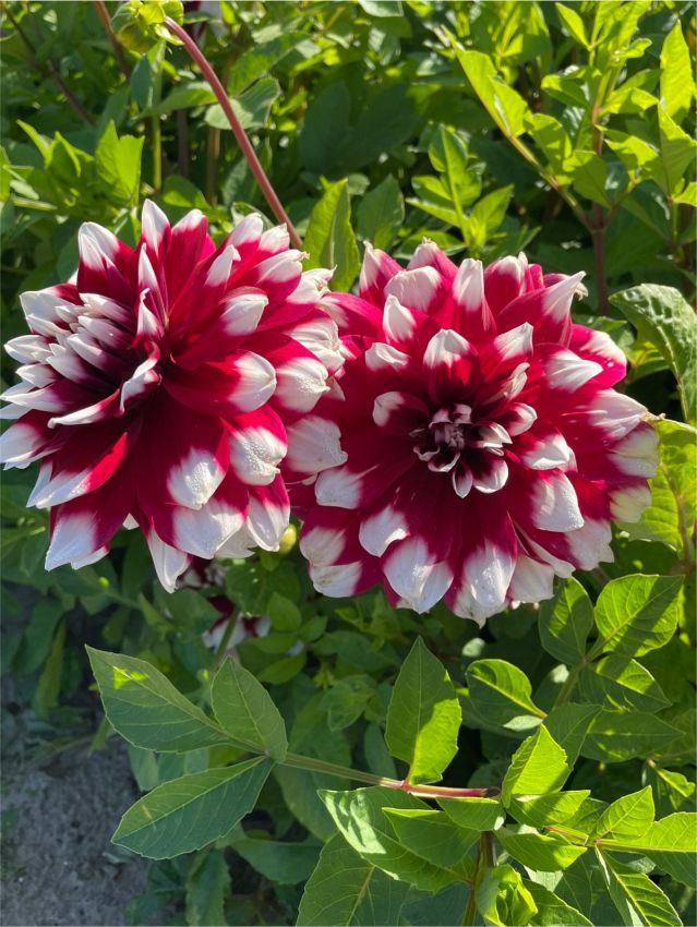 Dahlia 'Mystery Day' - Dahlie