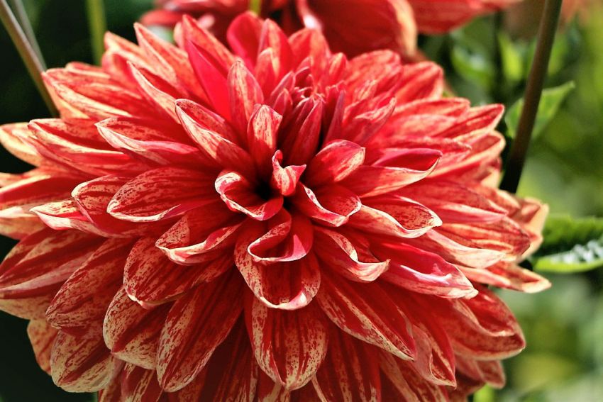 Dahlia 'Neo' - Dahlie