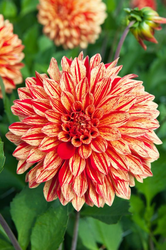 Dahlien Neo