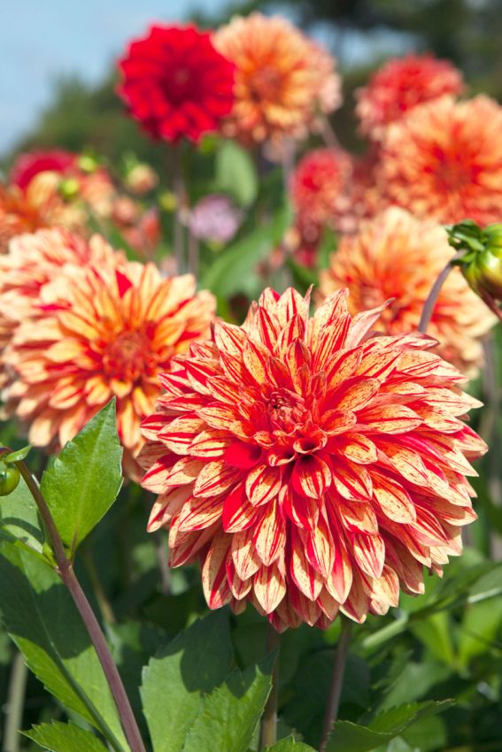 Dahlia 'Neo' - Dahlie