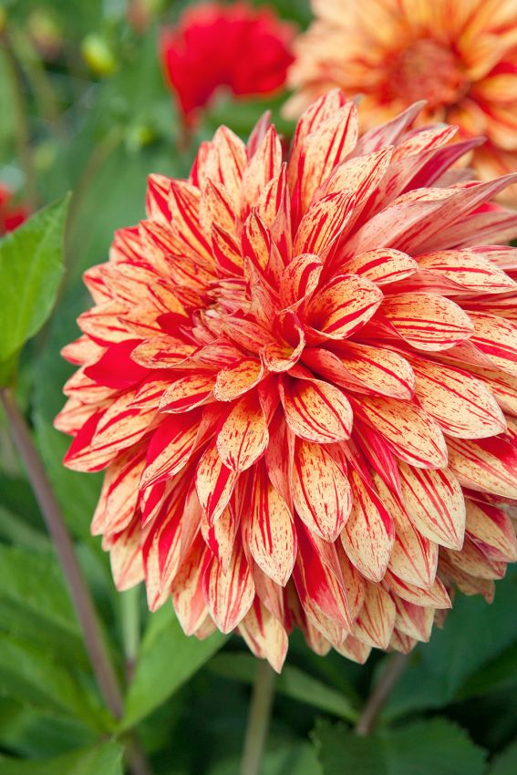 Dahlia 'Neo' - Dahlie