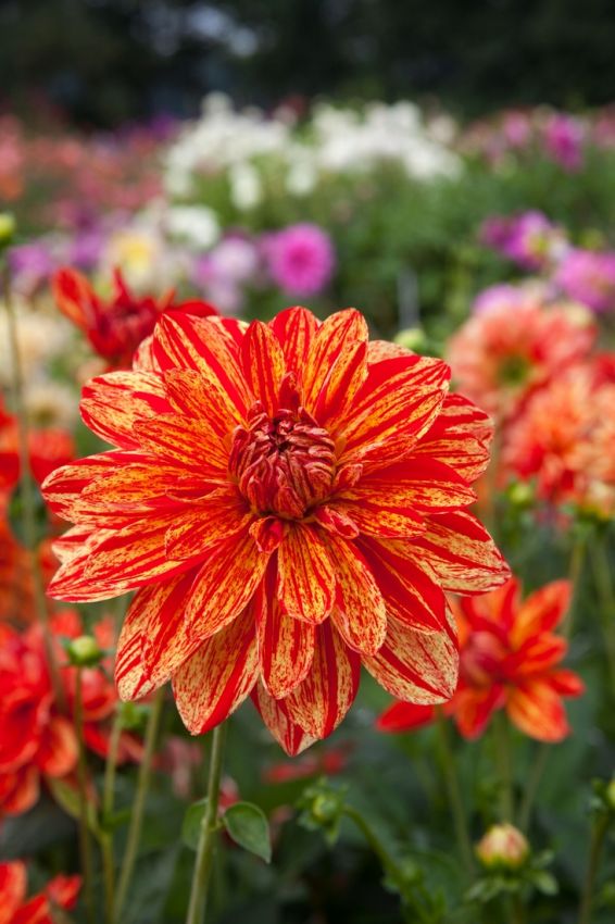 Dahlia 'Neo' - Dahlie