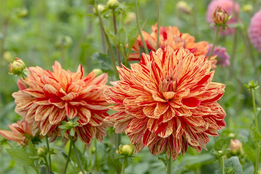 Dahlia 'Neo' - Dahlie