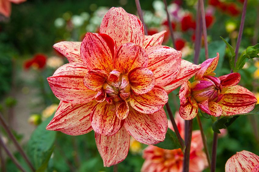 Dahlia 'Nonette' - Dahlie - LumiBlumi