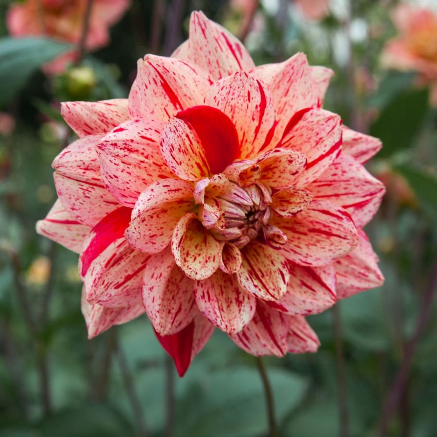 Dahlia 'Nonette' - Dahlie - LumiBlumi