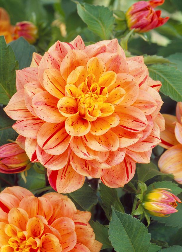 Dahlien Nonette