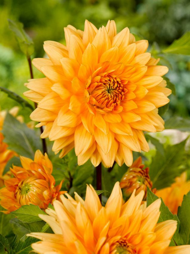 Dahlien Noordwijks glorie