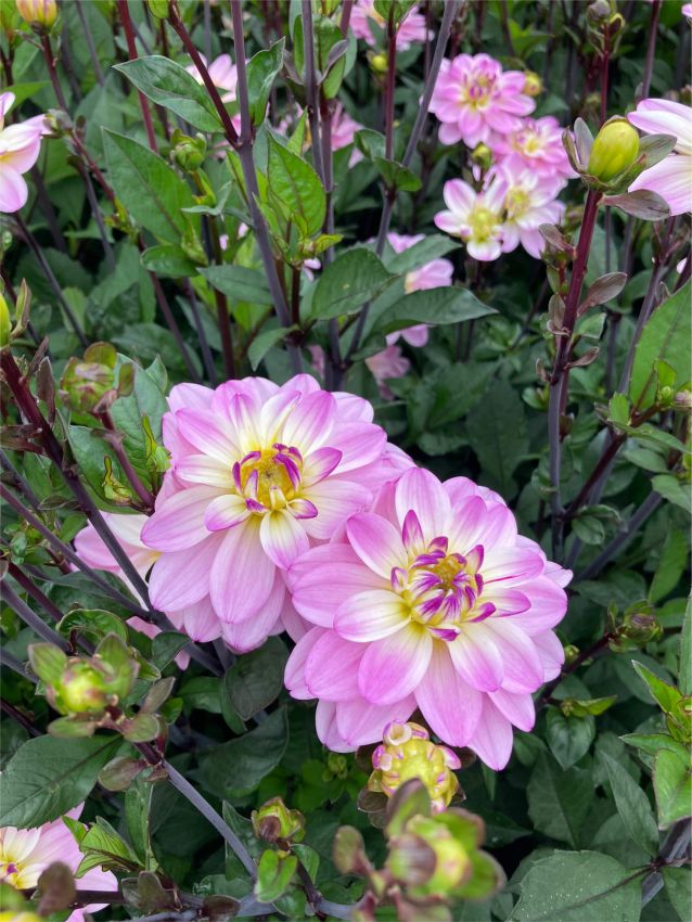 Dahlien Pacific jewel