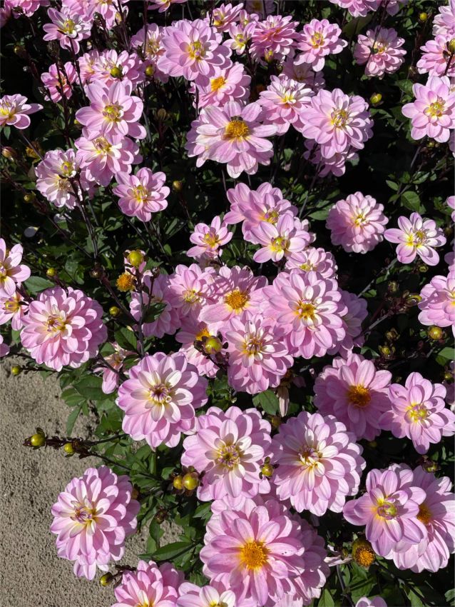 Dahlia 'Pacific Jewel' - Dahlie