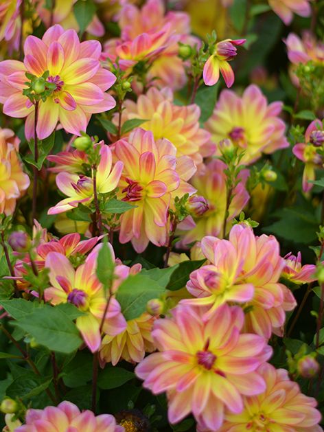Dahlia 'Pacific Ocean' - Dahlie