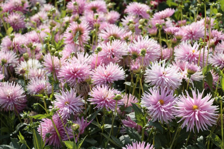 Dahlia 'Park Princess' - Dahlie