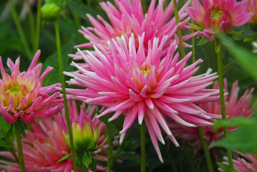 Dahlia 'Park Princess' - Dahlie