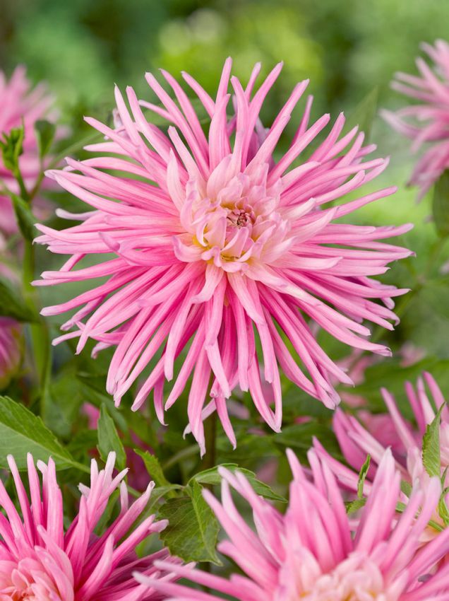 Dahlien Park princess