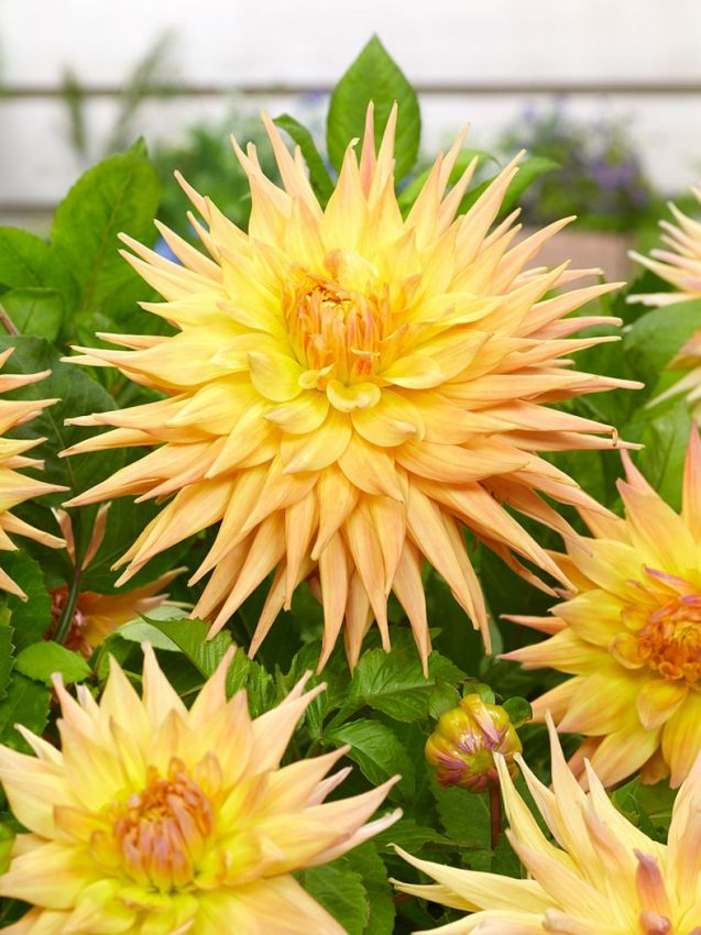 Dahlien Penhill autumn shade