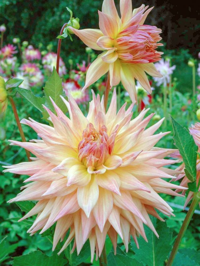 Dahlia 'Penhill Autumn Shade' - Dahlie