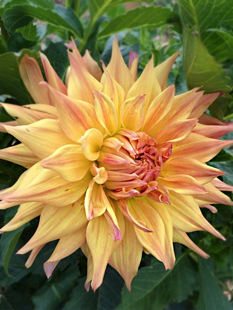 Dahlia 'Penhill Autumn Shade' - Dahlie