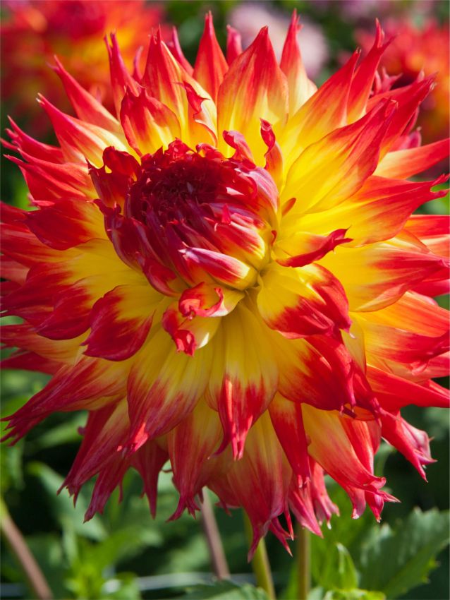 Dahlien Pinelands pam