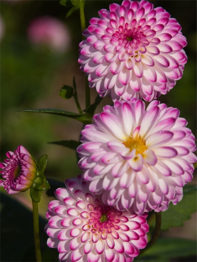 Dahlien Pink isa