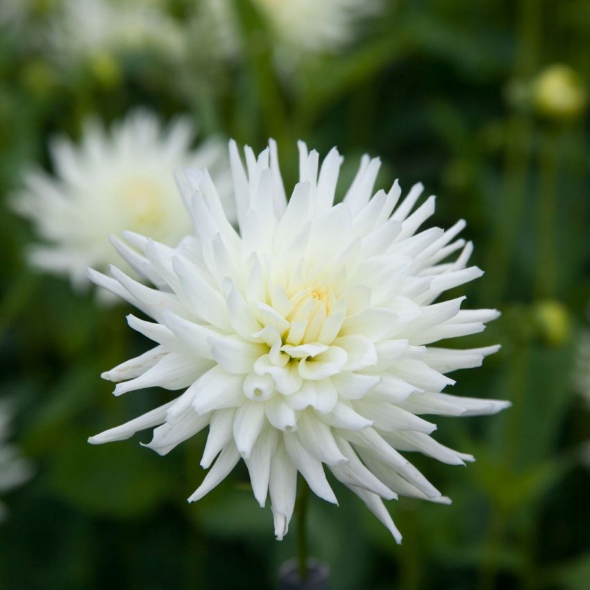 Dahlia 'Playa Blanca' - Dahlie