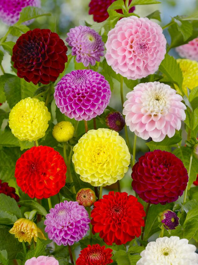 Dahlien Pompon mischung