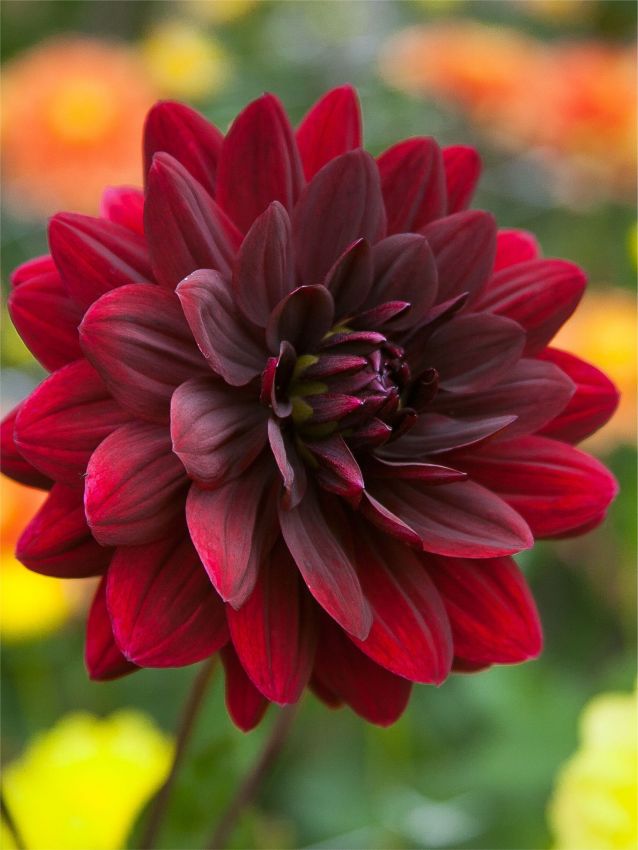 Dahlien Sam hopkins