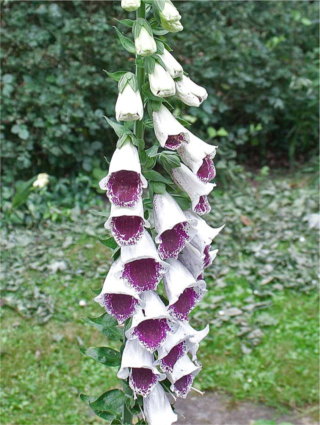 Stauden Digitalis pam's choice purpurea