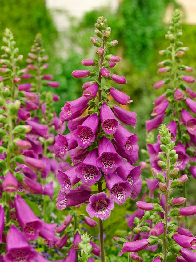 Stauden Digitalis rose virtuosa purpurea