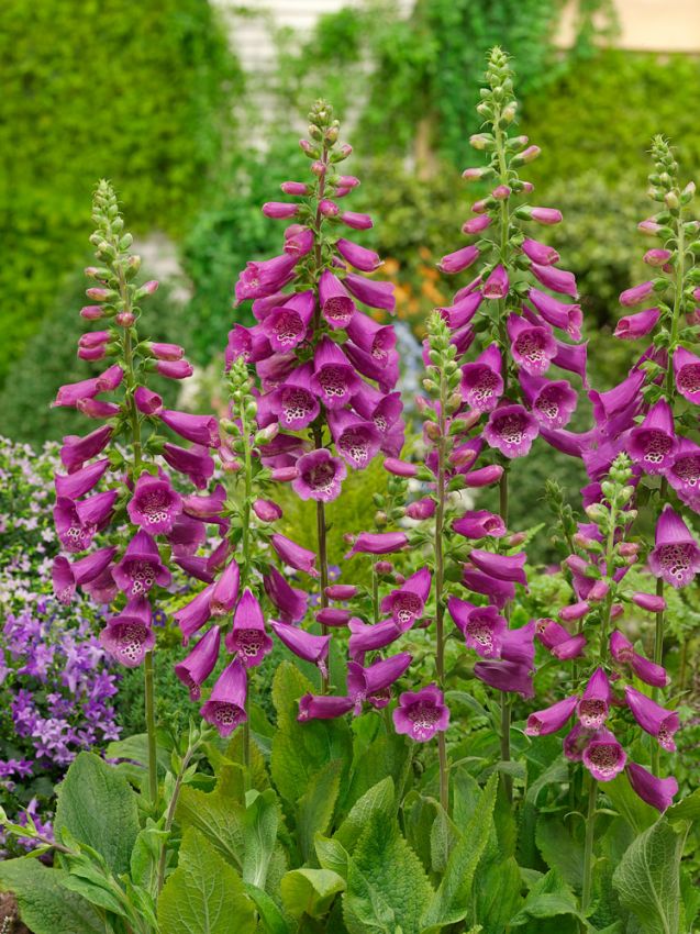 Digitalis 'Rose Virtuosa Purpurea' - Fingerhut