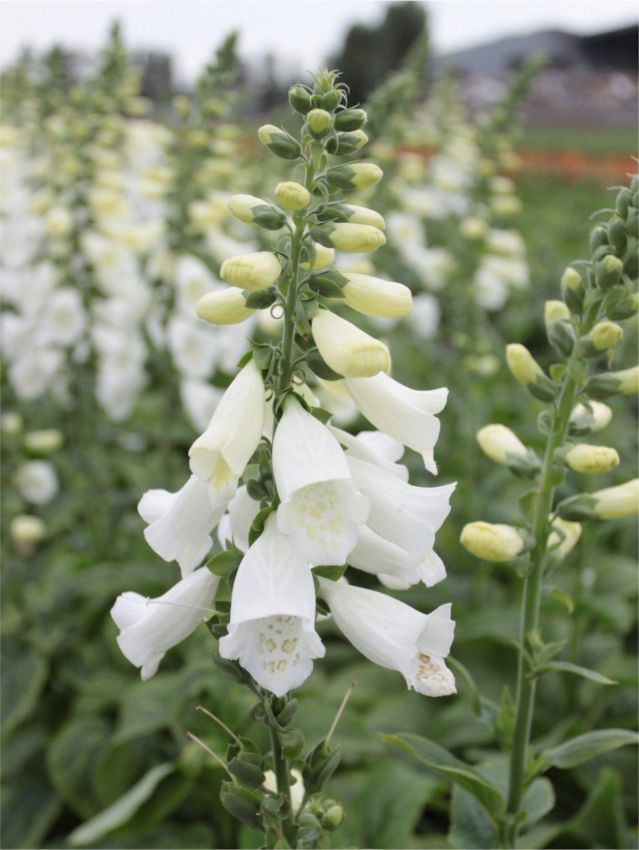 Stauden Digitalis white virtuosa purpurea