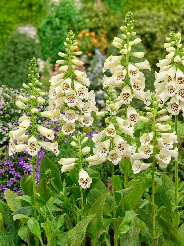Digitalis 'Cream Virtuosa Purpurea' - Fingerhut