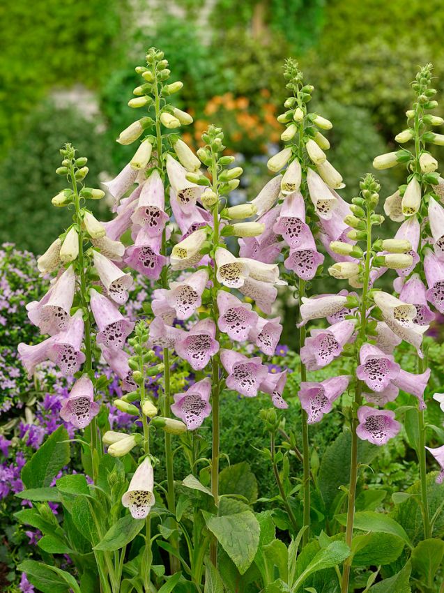 Digitalis 'Lavender Virtuos Purpurea' - Fingerhut
