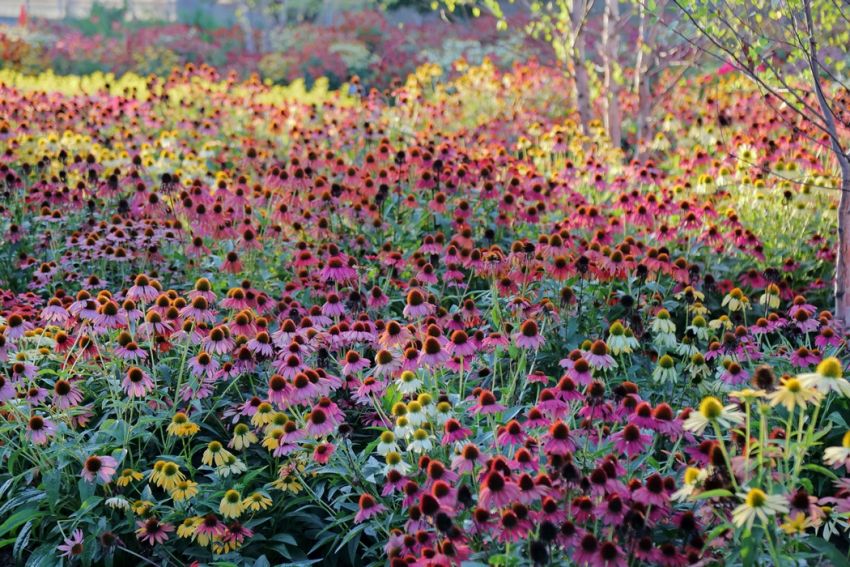 Echinacea 'Cheyenne Spirit' - Sonnenhut, Igelkopf