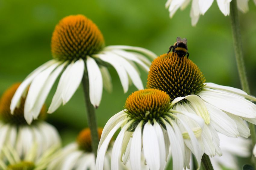Echinacea 'Purpurea White Swan' - Sonnenhut, Igelkopf