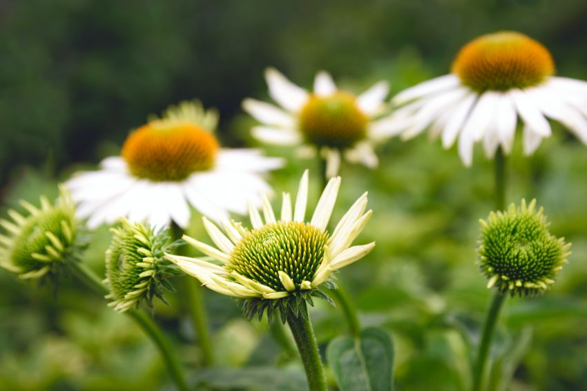 Echinacea 'Purpurea White Swan' - Sonnenhut, Igelkopf