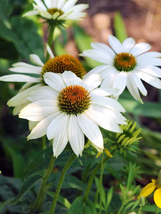 Echinacea 'Purpurea White Swan' - Sonnenhut, Igelkopf